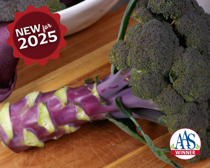 Purple Magic Hybrid Broccoli Seeds