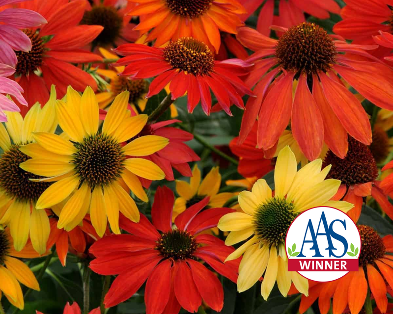 bulk echinacea seeds Cheyenne Spirit Echinacea Coneflower Seeds