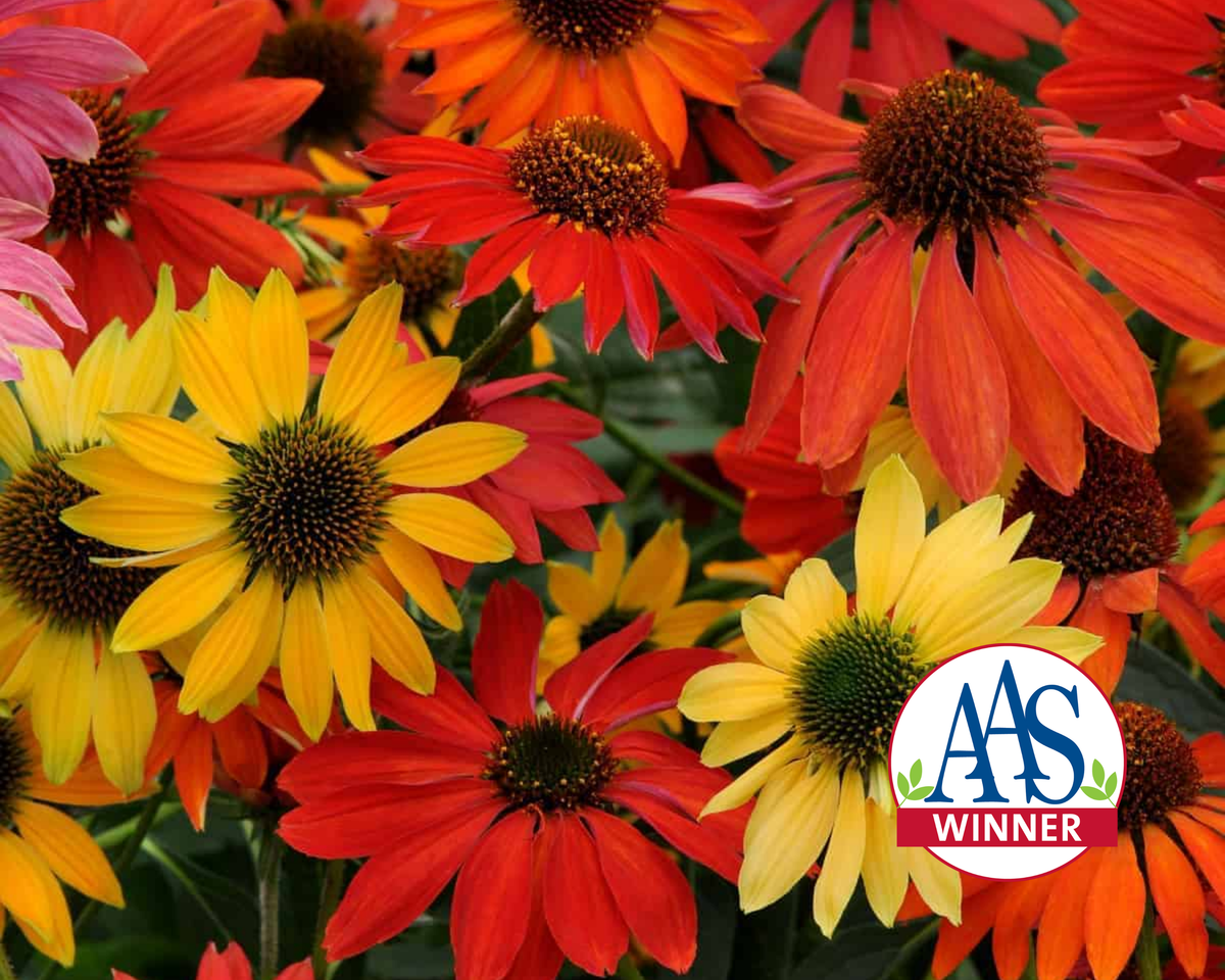 Cheyenne Spirit Echinacea Coneflower Seeds