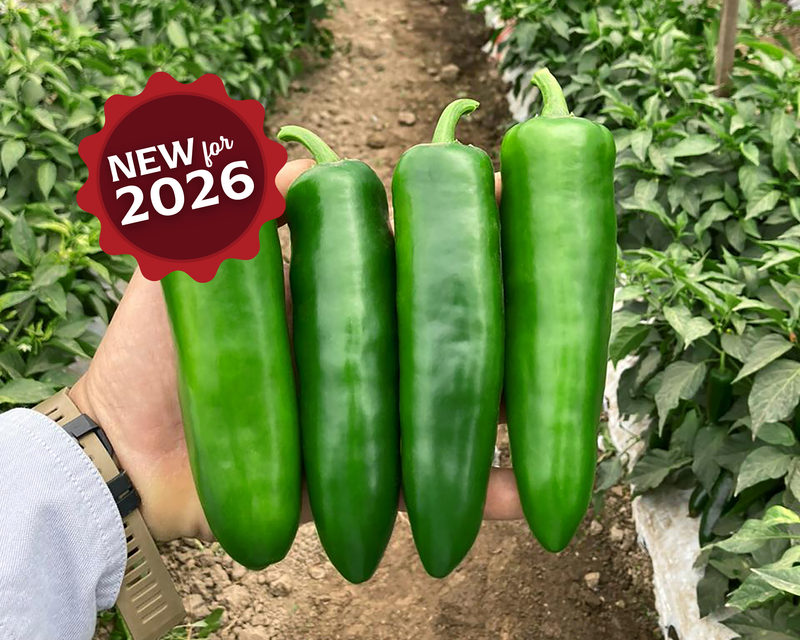 Bulk: Unicron Hybrid Pepper Seeds