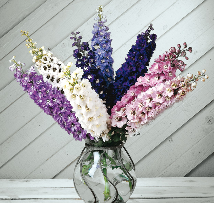delphinium flower seeds Magic Fountains Mix Delphinium Seeds — Seeds 'n Such
