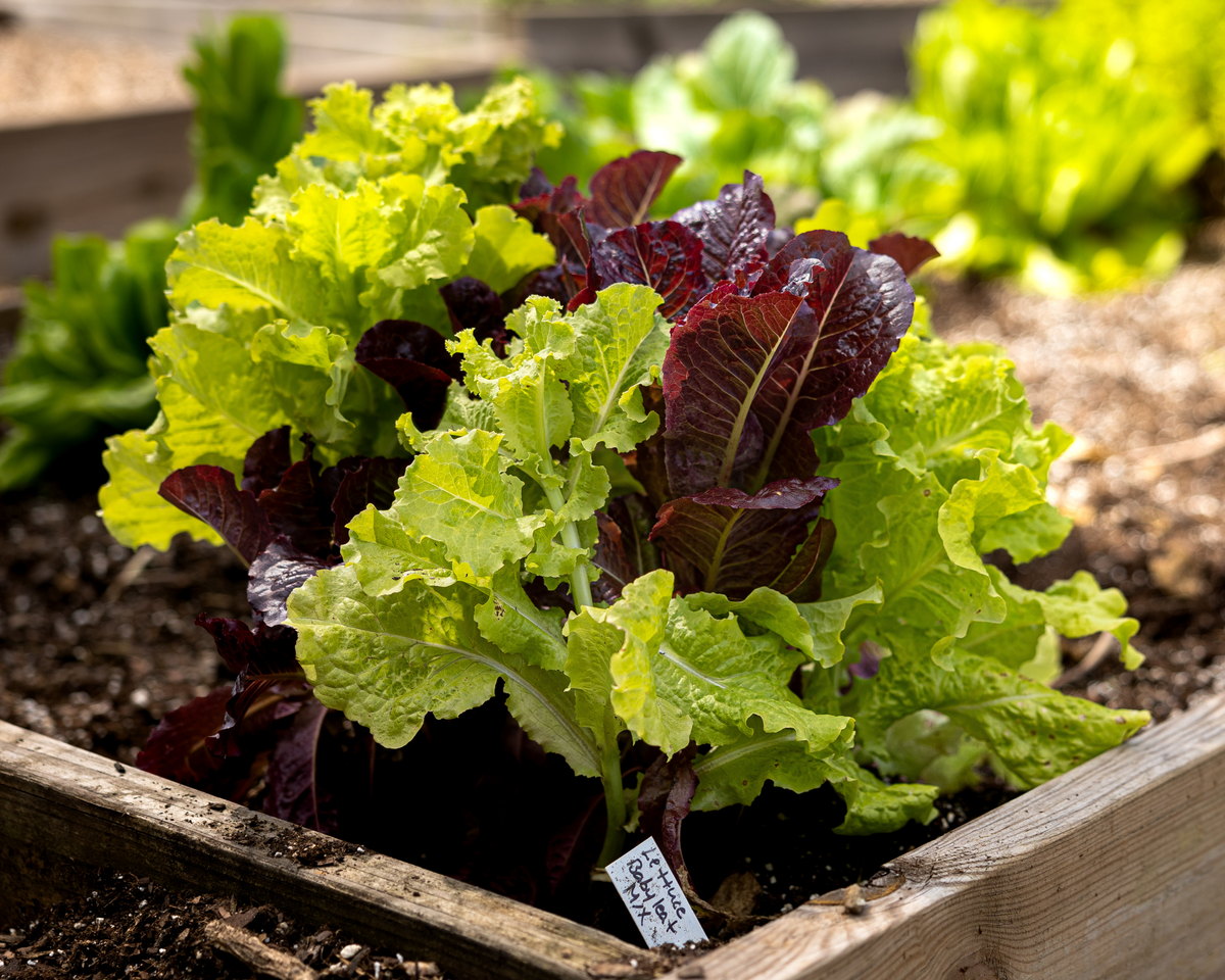 Baby Leaf Mix Lettuce Seeds