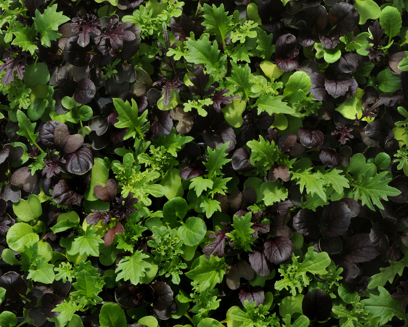 Bulk: SimplySalad® Global Gourmet Mix Seeds