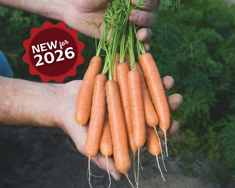 Adelaide Hybrid Carrot Seeds