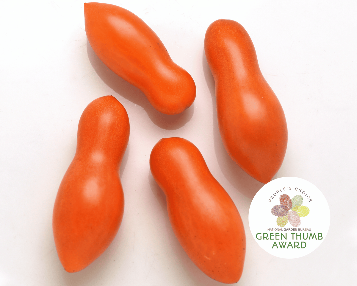 Sun Dipper Hybrid Tomato Seeds