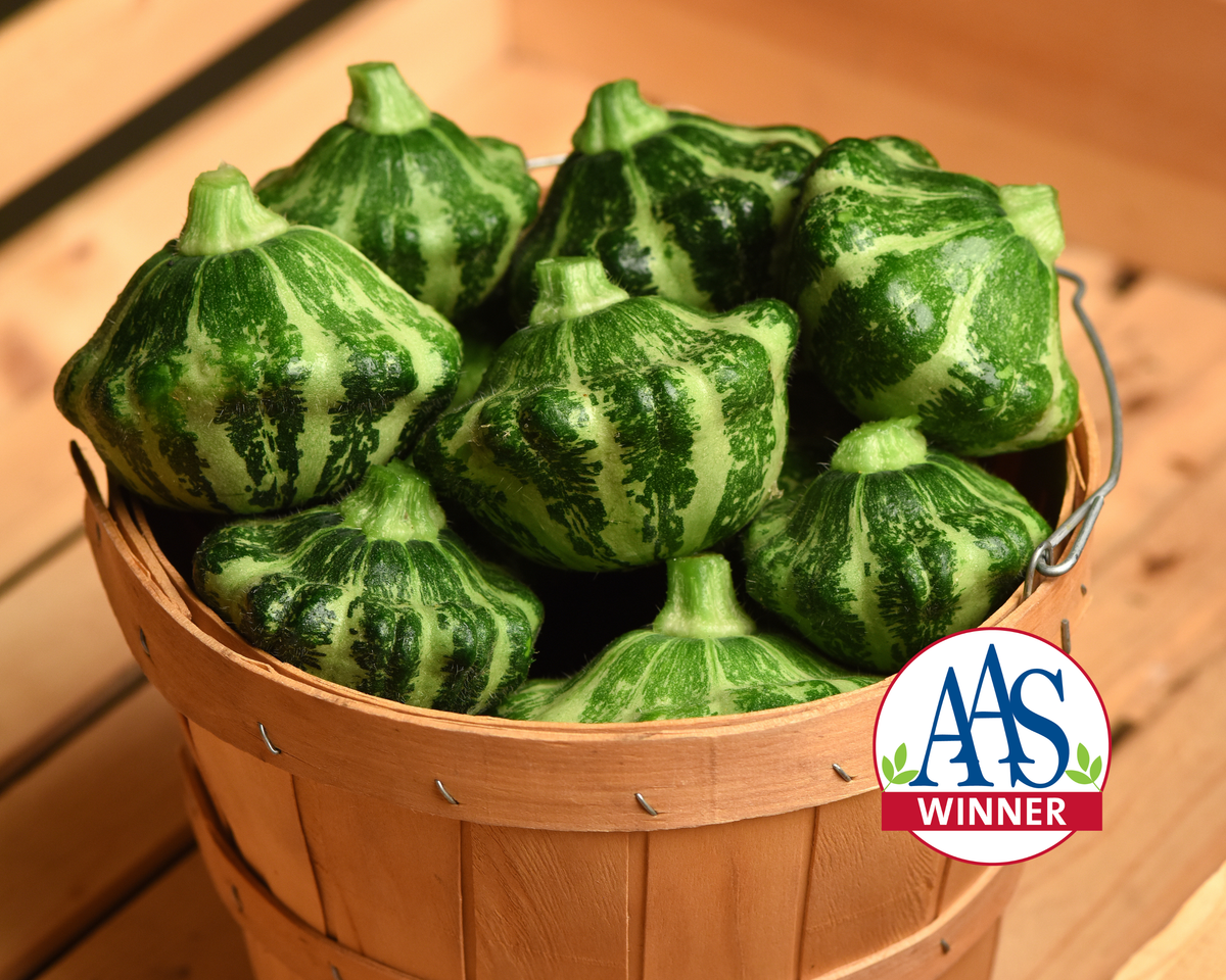 Green Lightning Hybrid Squash Seeds