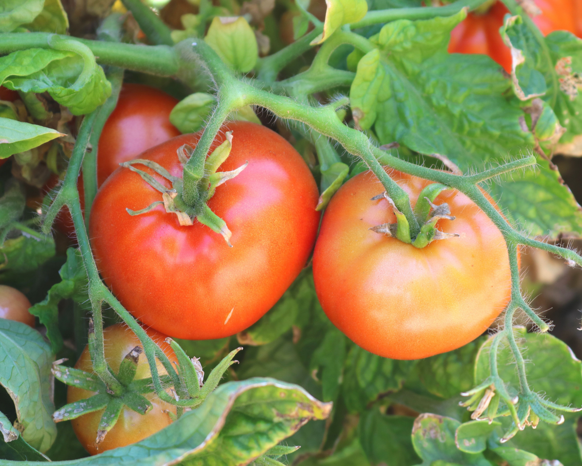 Hybrid, II Champion Tomato, とまと2 Medium-Large Totally Seeds: Tomato その他