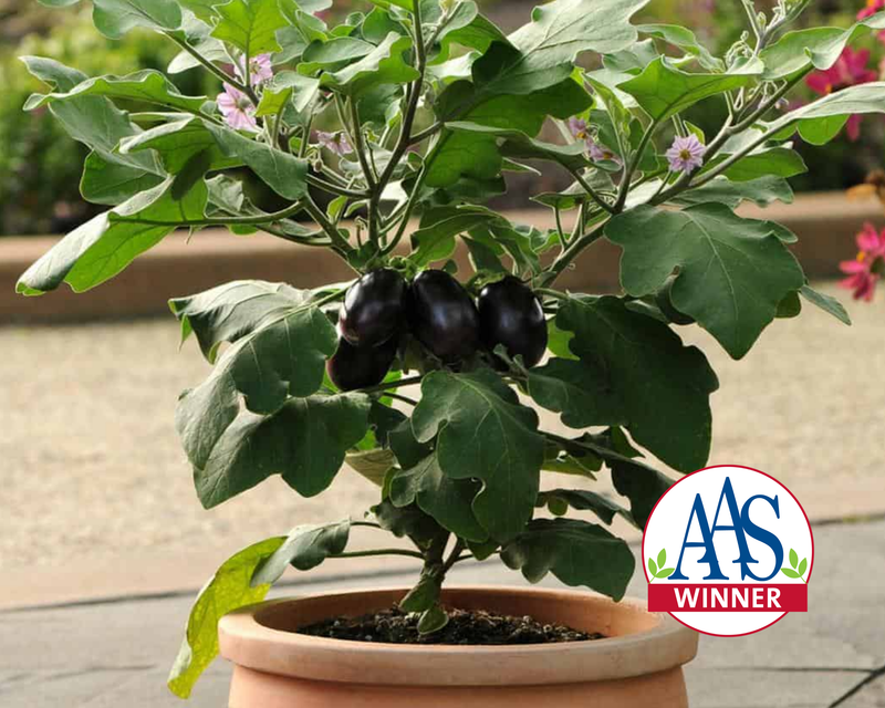 Patio Baby Hybrid Eggplant Seeds