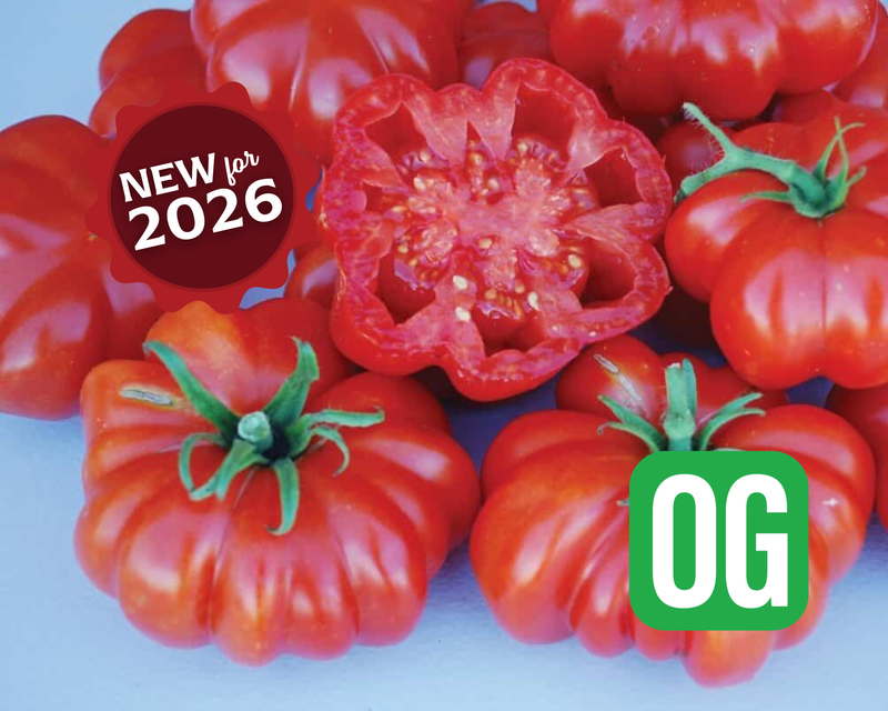 Rosso Sicilian Tomato Seeds