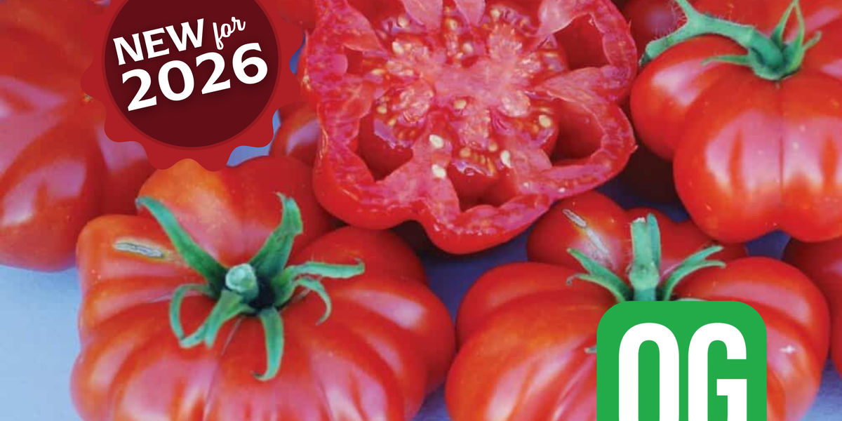 ROSSO ロッソ Rosso Sicilian Tomato Seeds — Seeds 'n Such