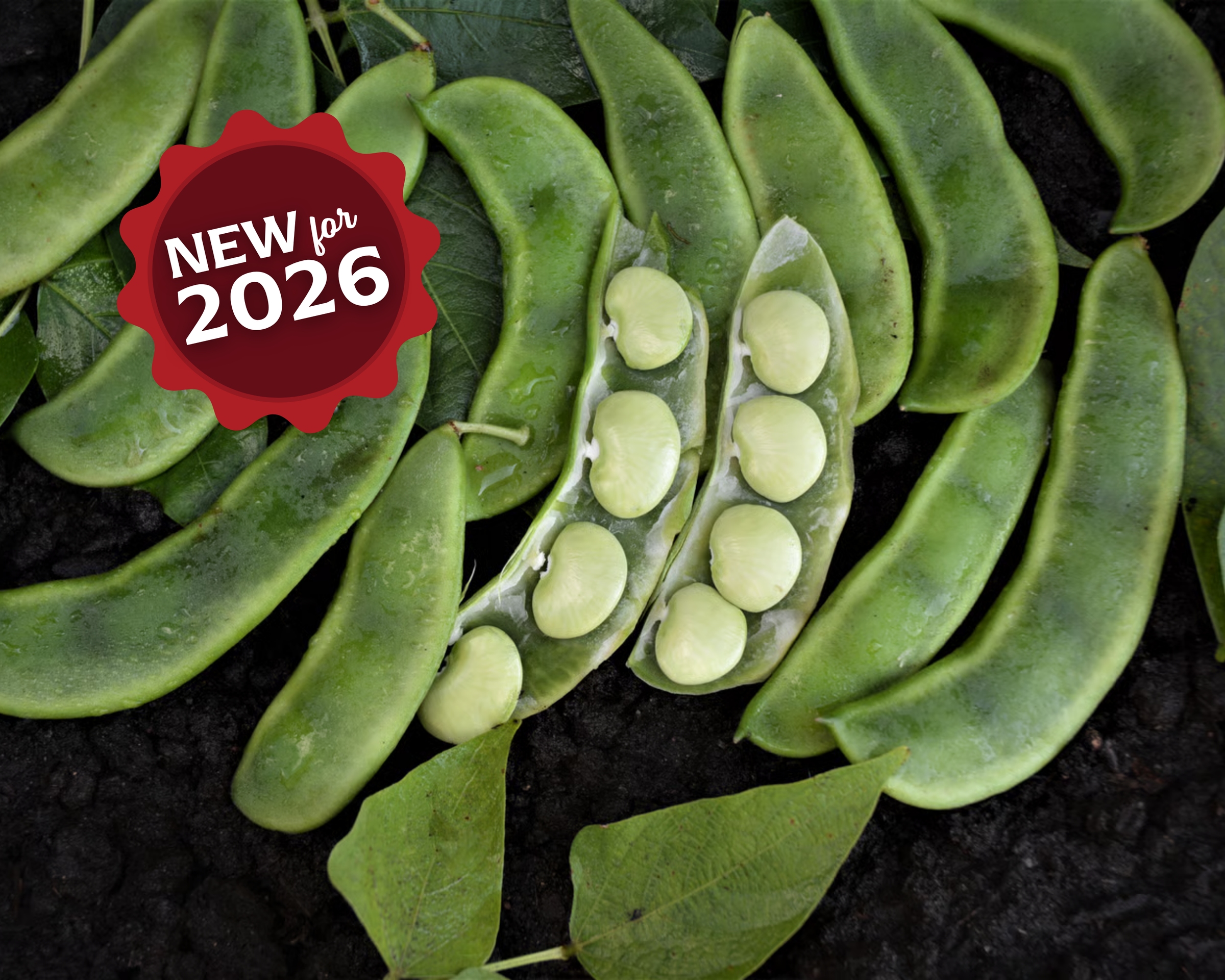 Burpee Improved Lima Bean Seeds — Seeds 'n Such