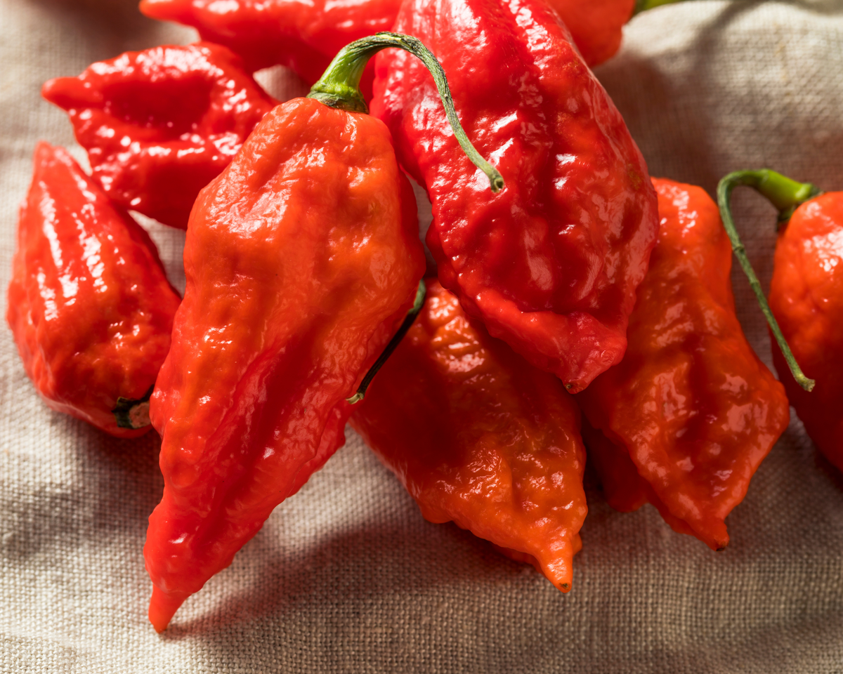 Bhut Jolokia (Ghost) Hot Pepper Seeds