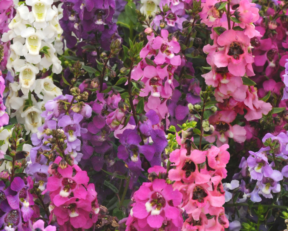 Serena Mix Hybrid Angelonia Seeds