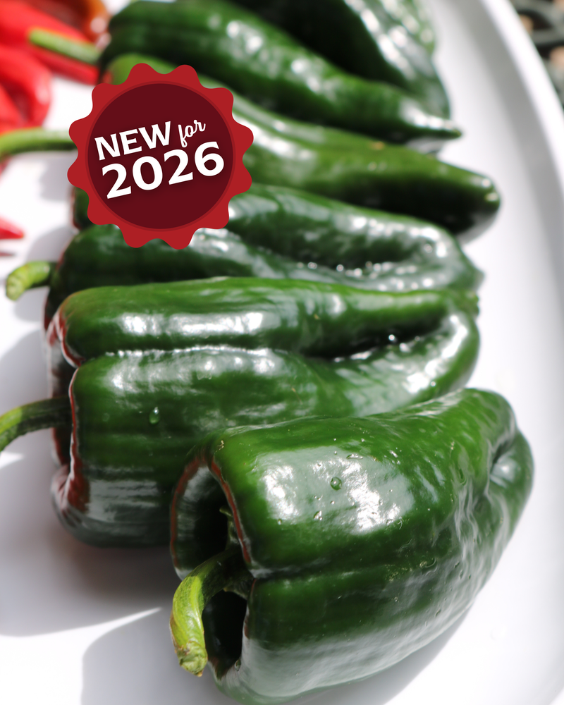 Bulk: Carranza Hybrid Pepper Seeds