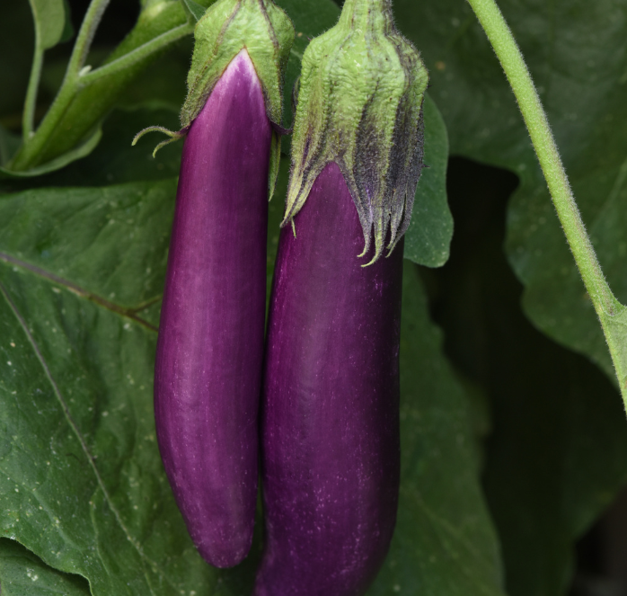 Asian Delight Hybrid Eggplant Seeds