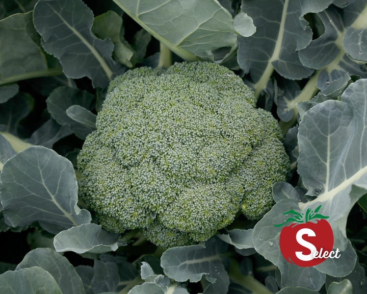 Green Magic Hybrid Broccoli Seeds