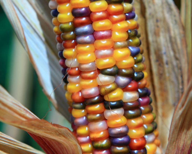 Bulk: Glass Gem Corn Seeds
