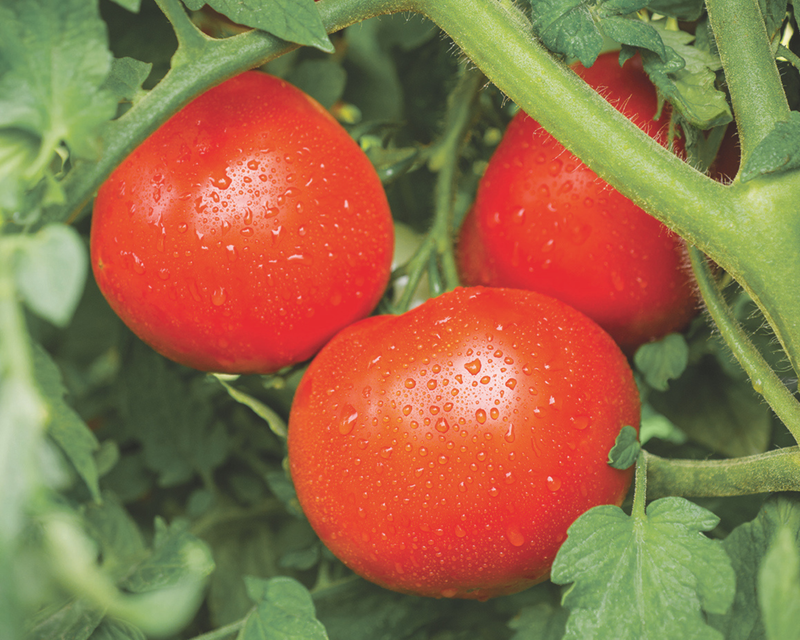 Bulk: Tasti Lee™ Hybrid Tomato Seeds