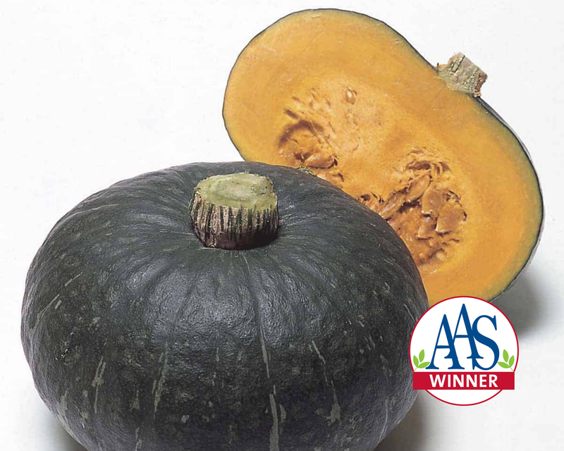 Bulk: Sweet Mama Hybrid Winter Squash Seeds