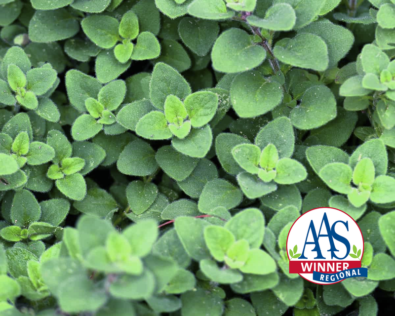 Cleopatra Oregano Seeds