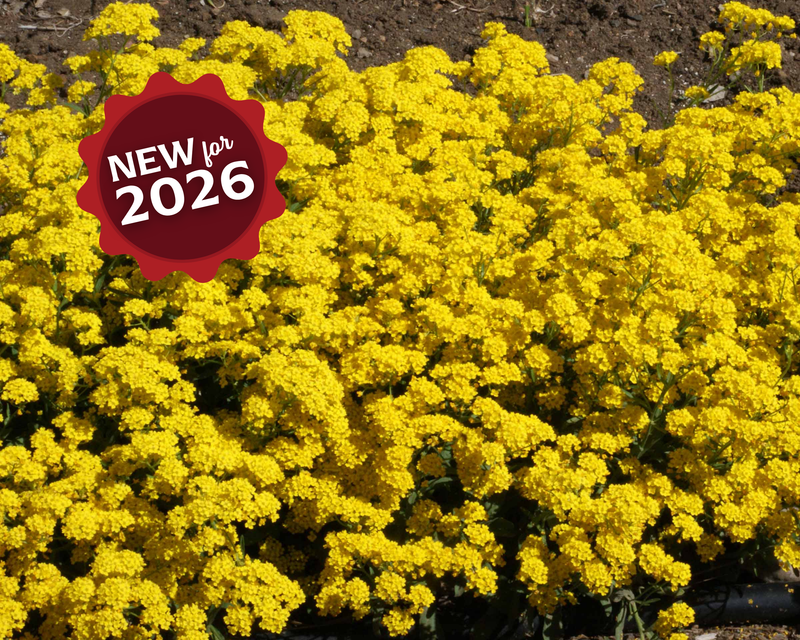 Bulk: Basket of Gold Alyssum Seeds