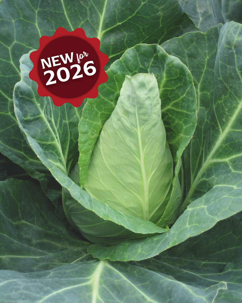 Bulk: Caraflex Hybrid Cabbage Seeds