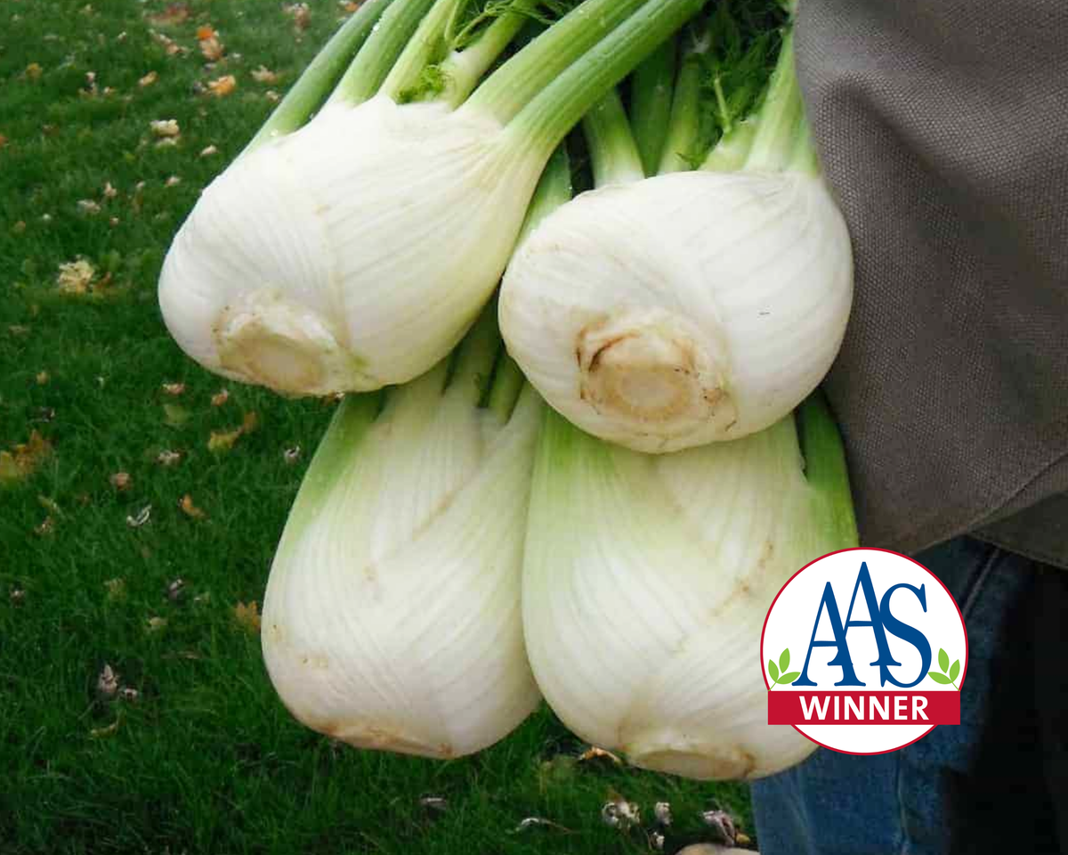 Antares Hybrid Fennel Seeds