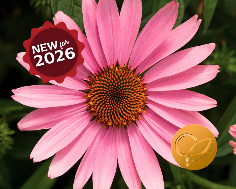 Prairie Splendor Deep Rose Echinacea Seeds