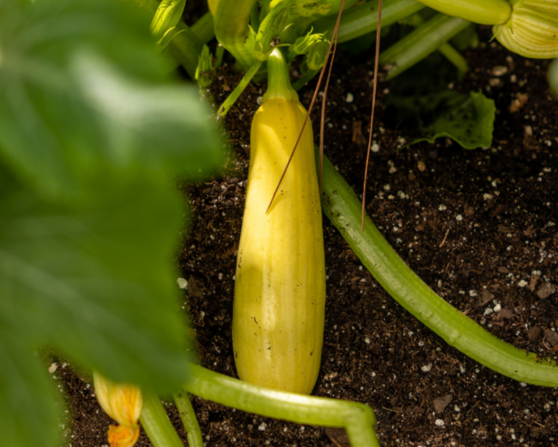 Smooth Criminal Hybrid Summer Squash Seeds
