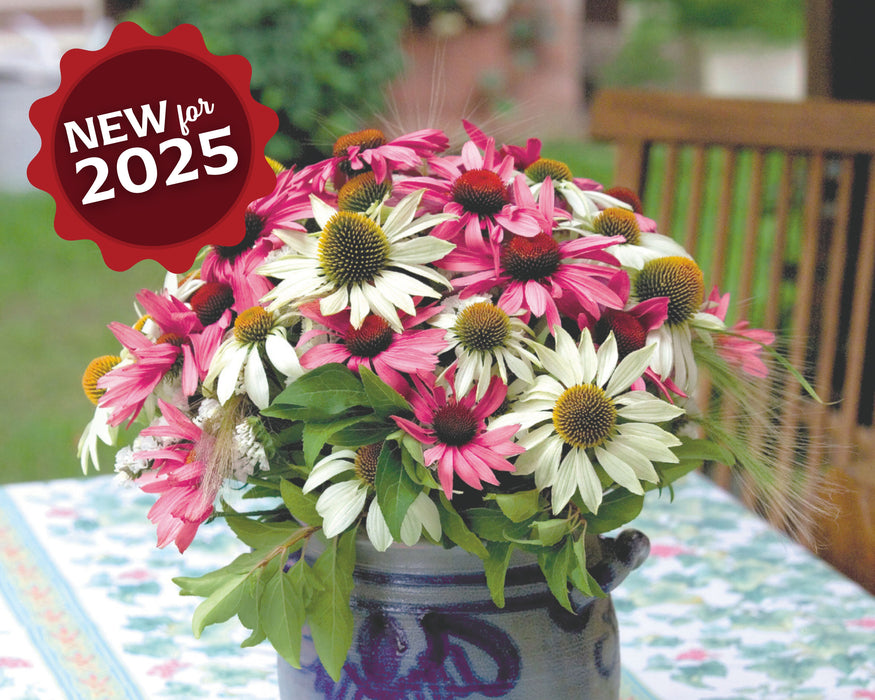 Bulk: Primadonna Mix Echinacea Seeds