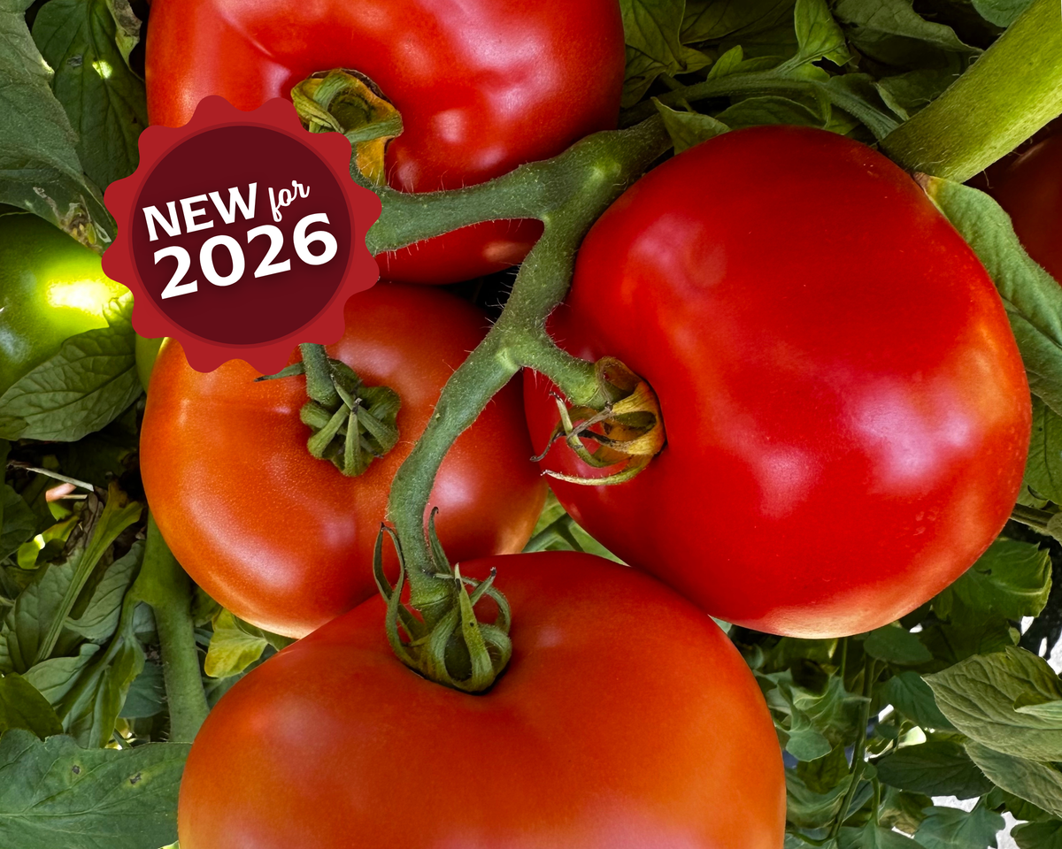 tomato._530さん7-8-1 Jolene Hybrid Tomato Seeds — Seeds 'n Such