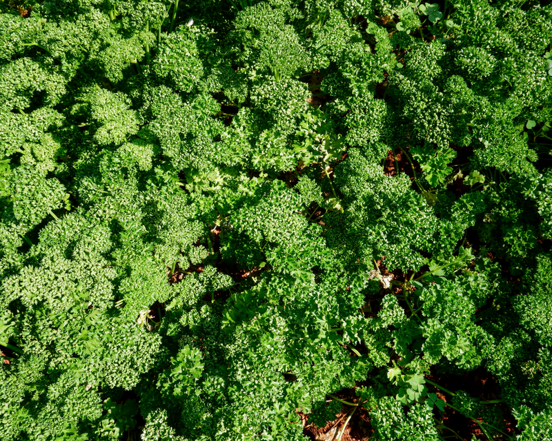 Moss Curled Parsley Seeds
