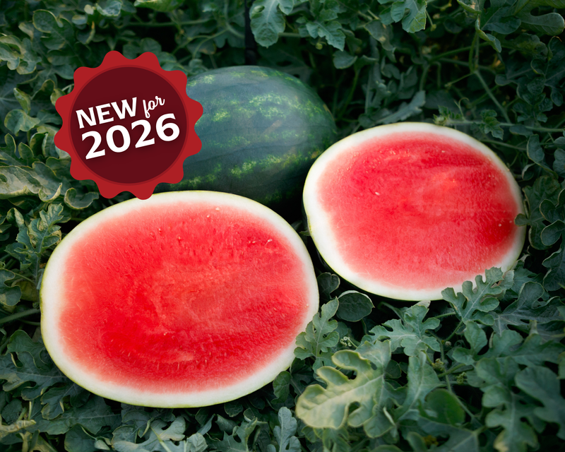 El Capitan Seedless Hybrid Watermelon Seeds