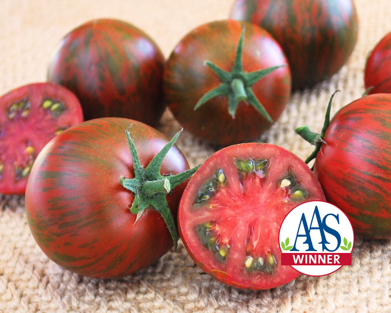 Purple Zebra Hybrid Tomato Seeds