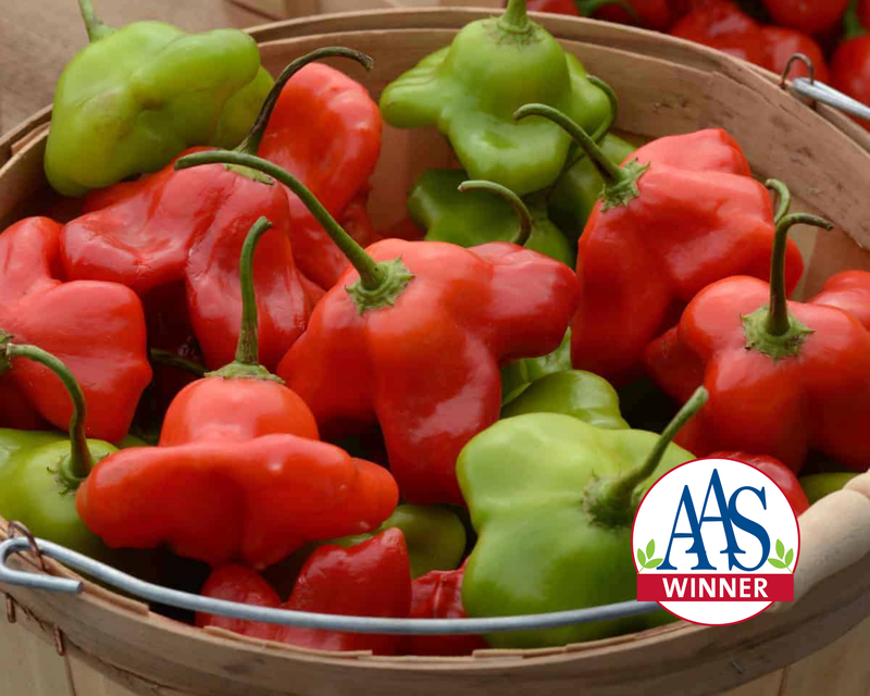 Bulk: Mad Hatter Hybrid Pepper Seeds