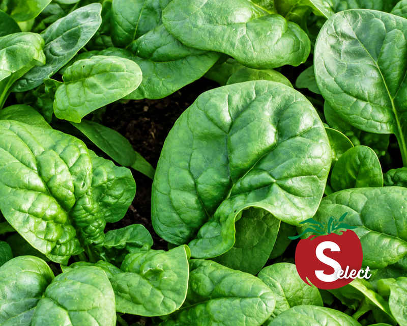 Bloomsdale Long Standing Spinach Seeds