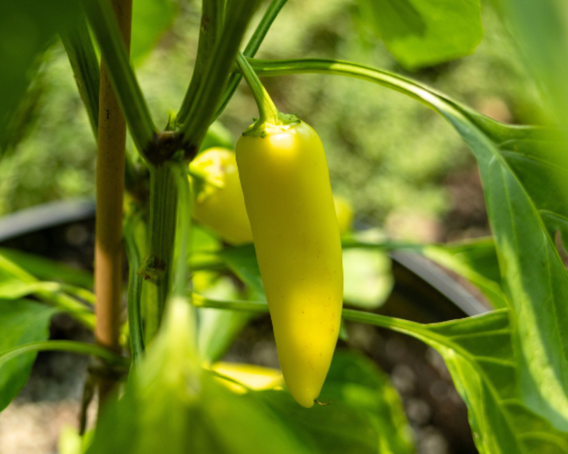 Hungarian Yellow Hot Wax Pepper Seeds