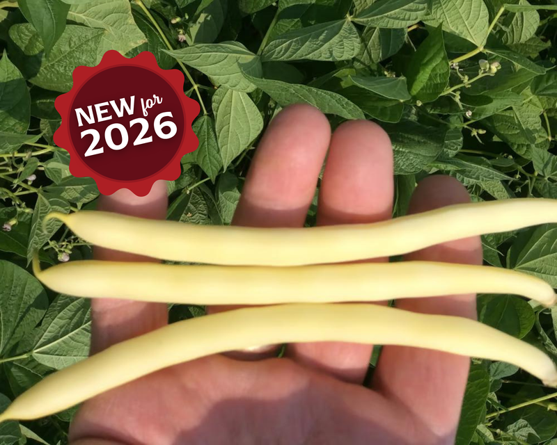 Bulk: Cherokee Wax Bush Bean Seeds