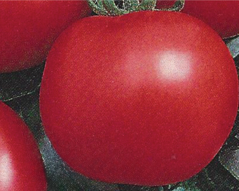 Early Choice Hybrid Tomato Seeds