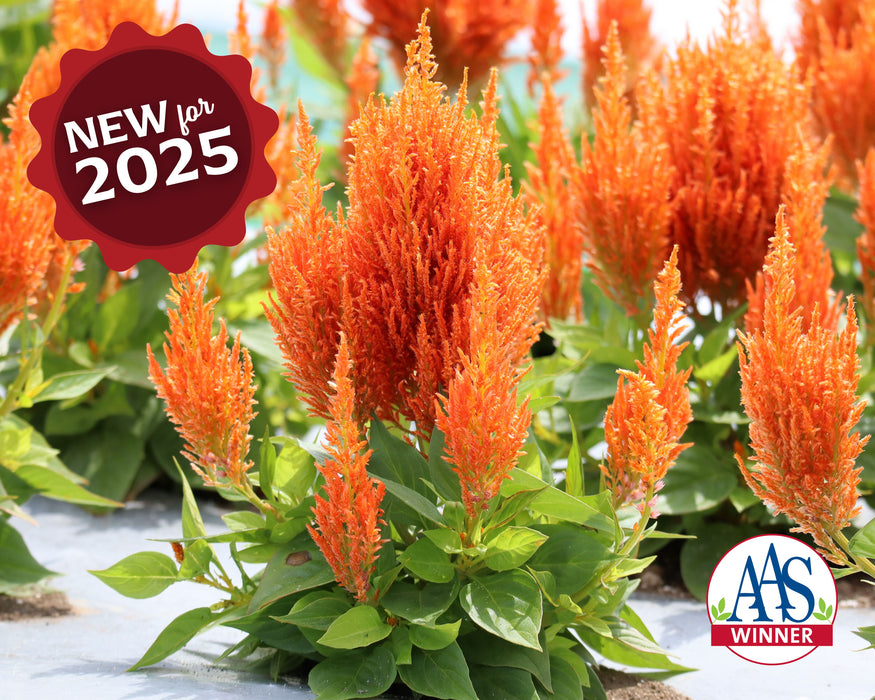 Flamma Orange Celosia Seeds