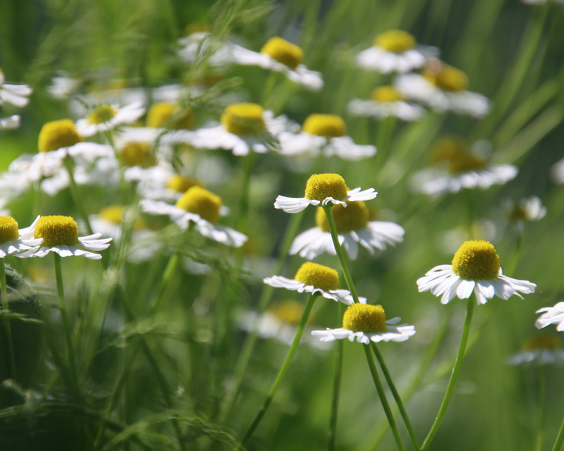 German Chamomile Seeds