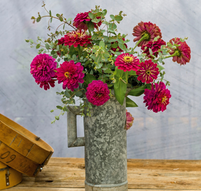 Bulk: Benary's Giant Wine Zinnia Seeds