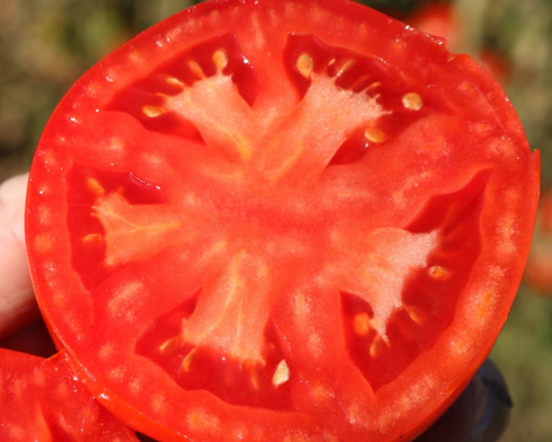 Biltmore Hybrid Tomato Seeds