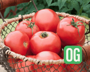 New Girl Hybrid Tomato Seeds