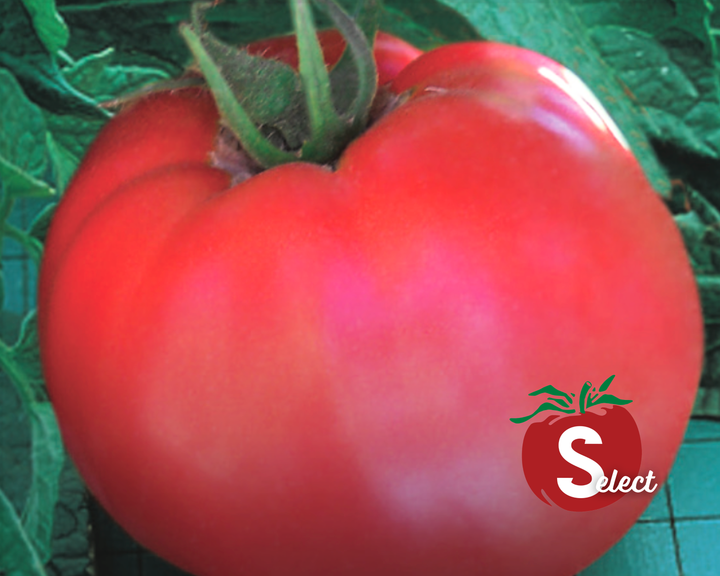 Goliath Original Hybrid Red Slicing VFFNTASt Tomato Seeds