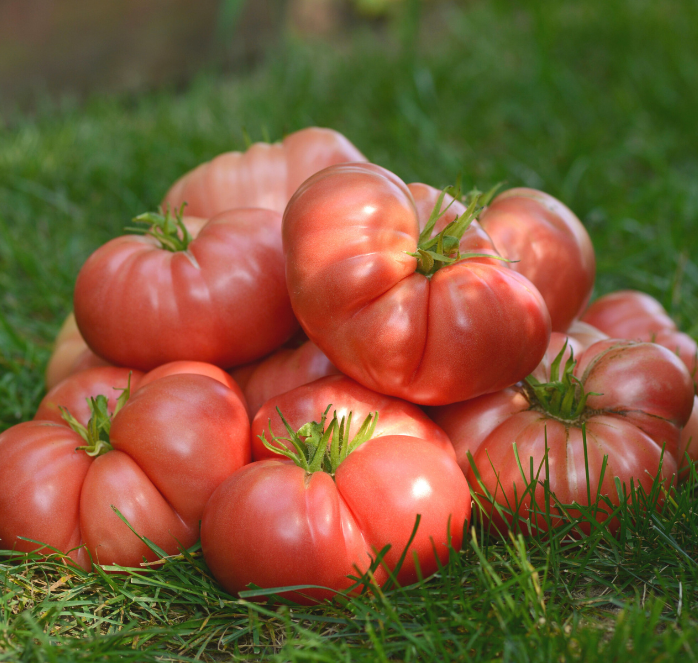 Bulk: Big Brandy Hybrid Tomato Seeds