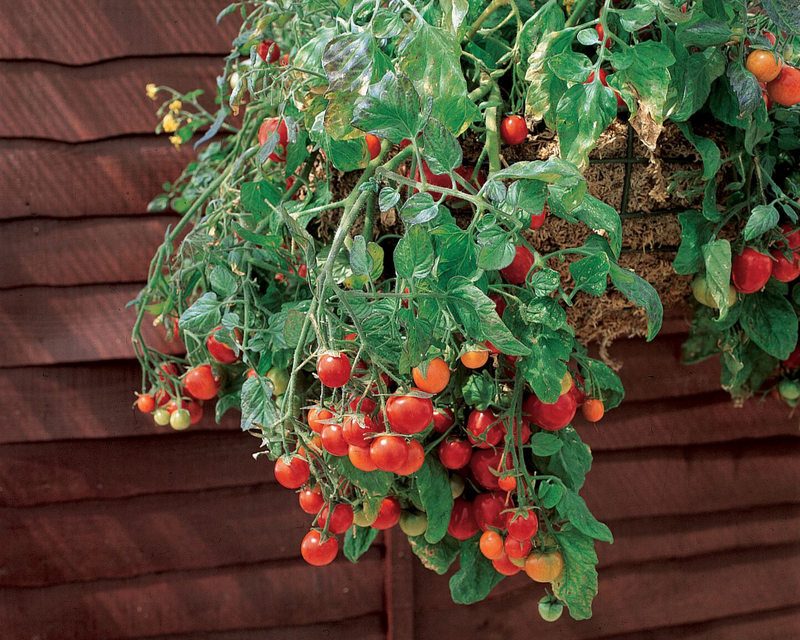 where to buy hanging cherry tomato plants Tumbling Tom Red Tomato Seeds — Seeds 'n Such