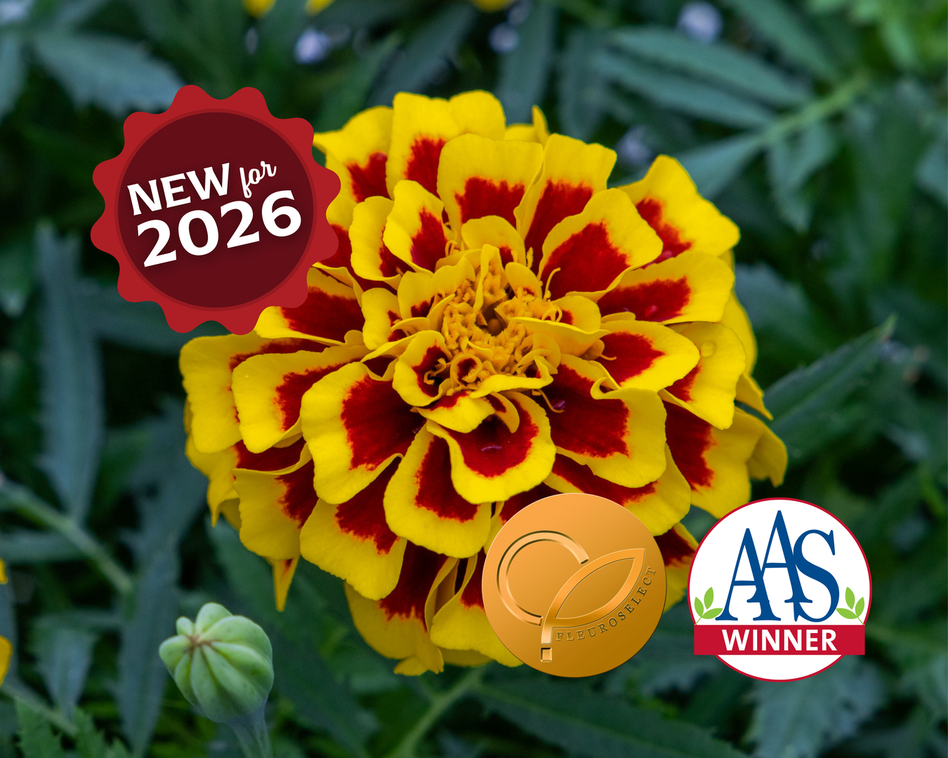 New for 2026: Flowers