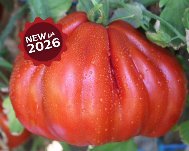 Bulk: Palpatation Hybrid Tomato Seeds