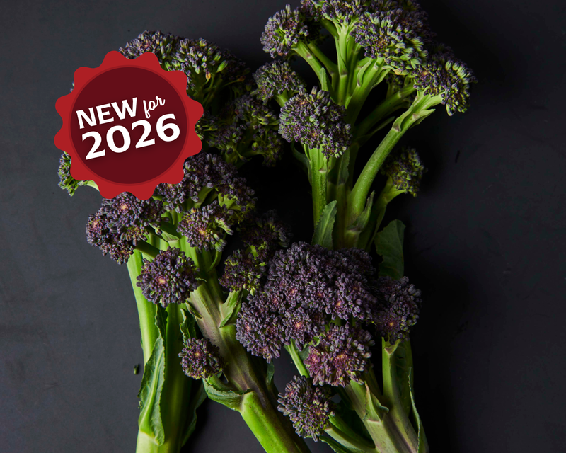Burgundy Hybrid Broccoli Seeds